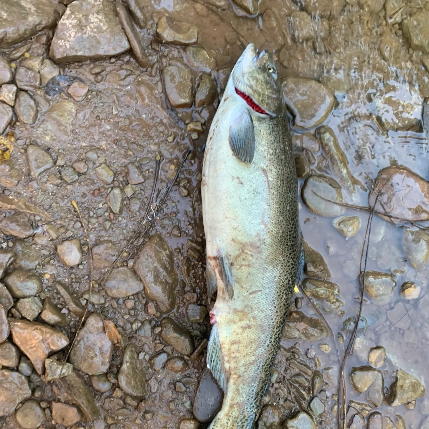 Chinook salmon caught on Fishbrain
