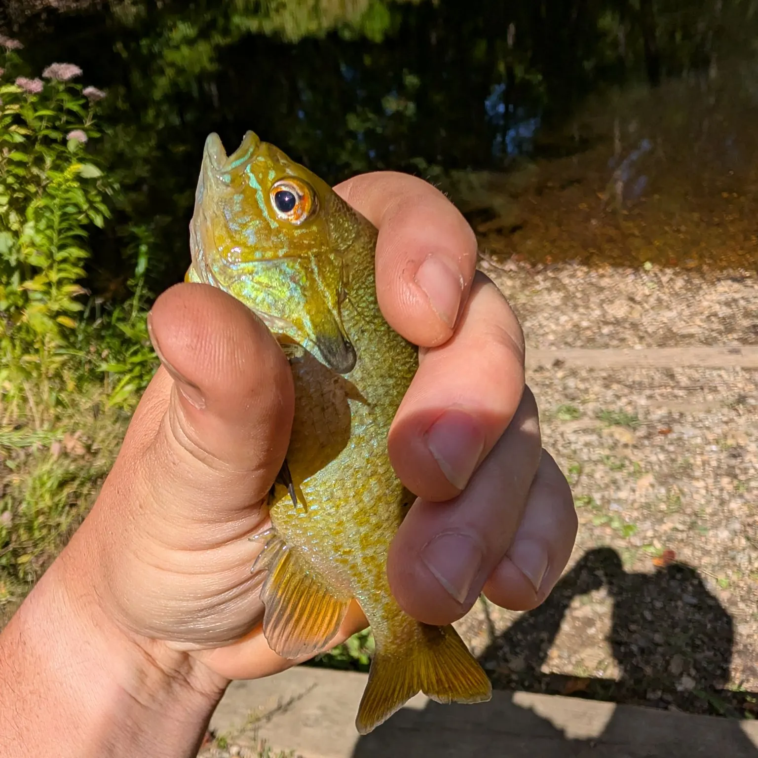 Pumpkinseed caught on Fishbrain