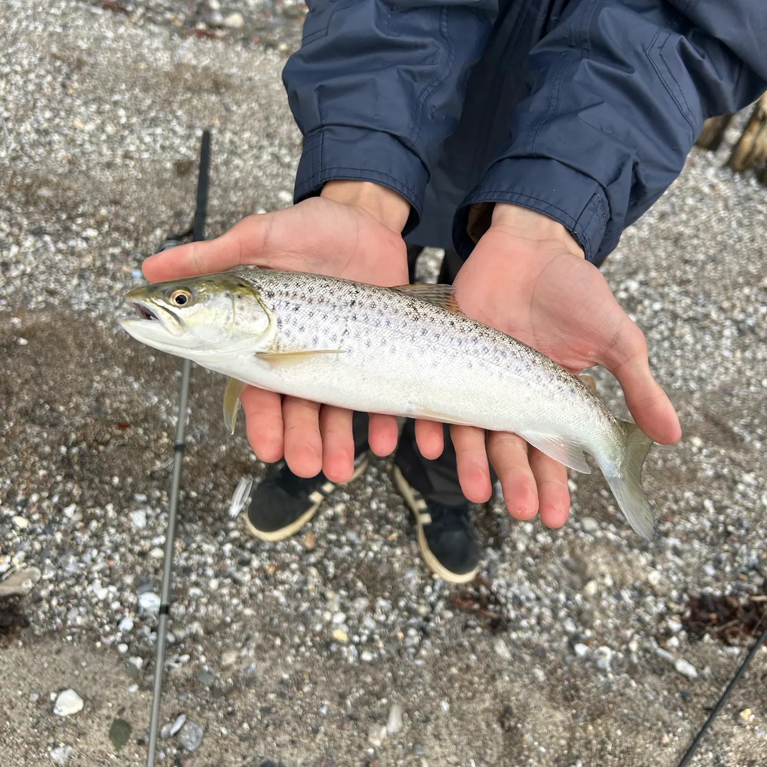 Sea trout caught on Fishbrain