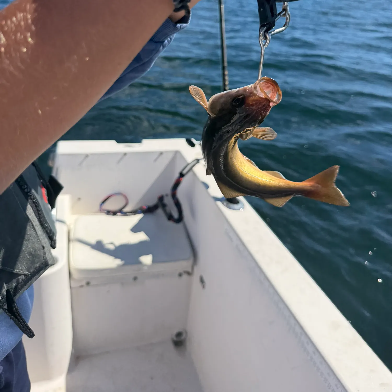 Atlantic pollock caught on Fishbrain