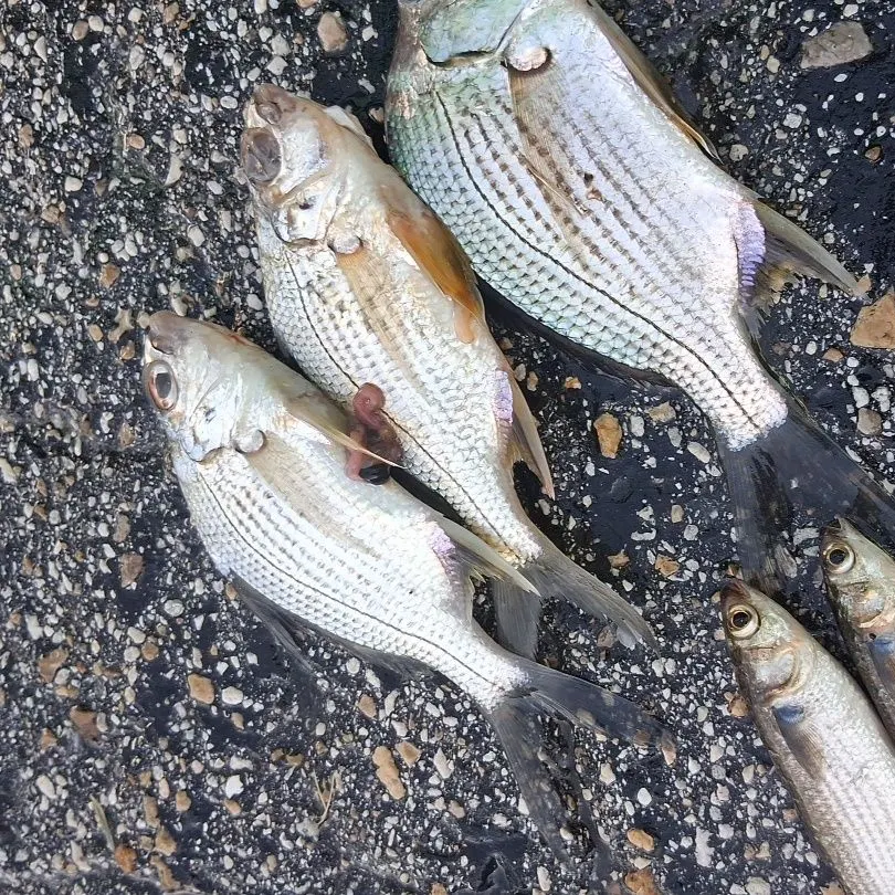 Striped mojarra caught on Fishbrain