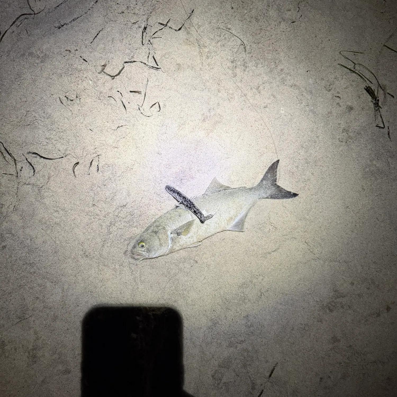 Bluefish caught on Fishbrain