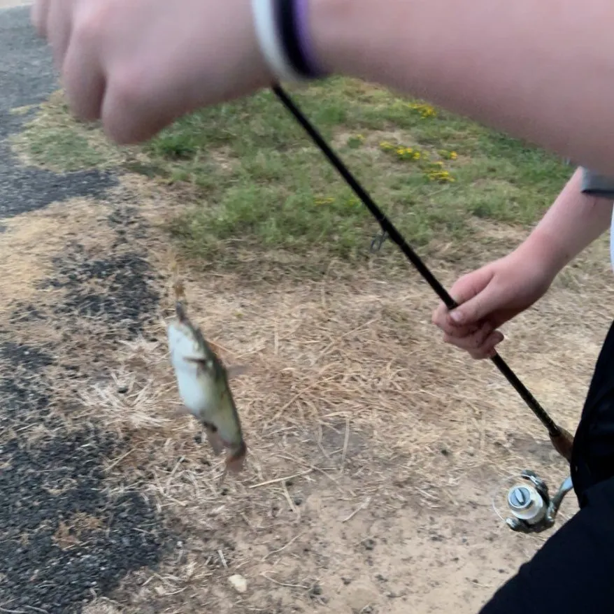Channel catfish caught on Fishbrain
