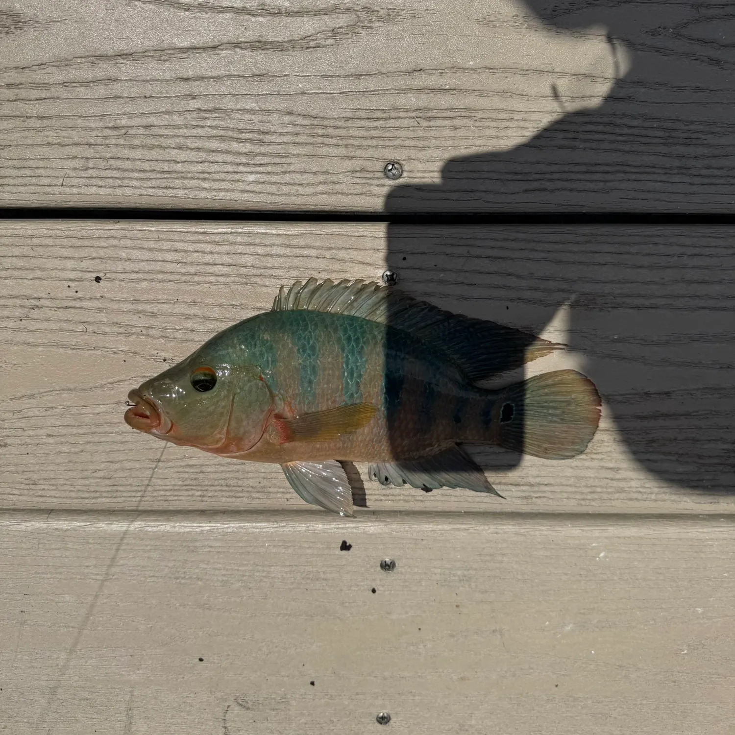 The most recent Mayan cichlid catches on Fishbrain