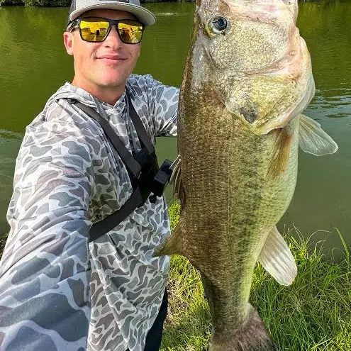 The most recent Atlantic goliath grouper catches on Fishbrain