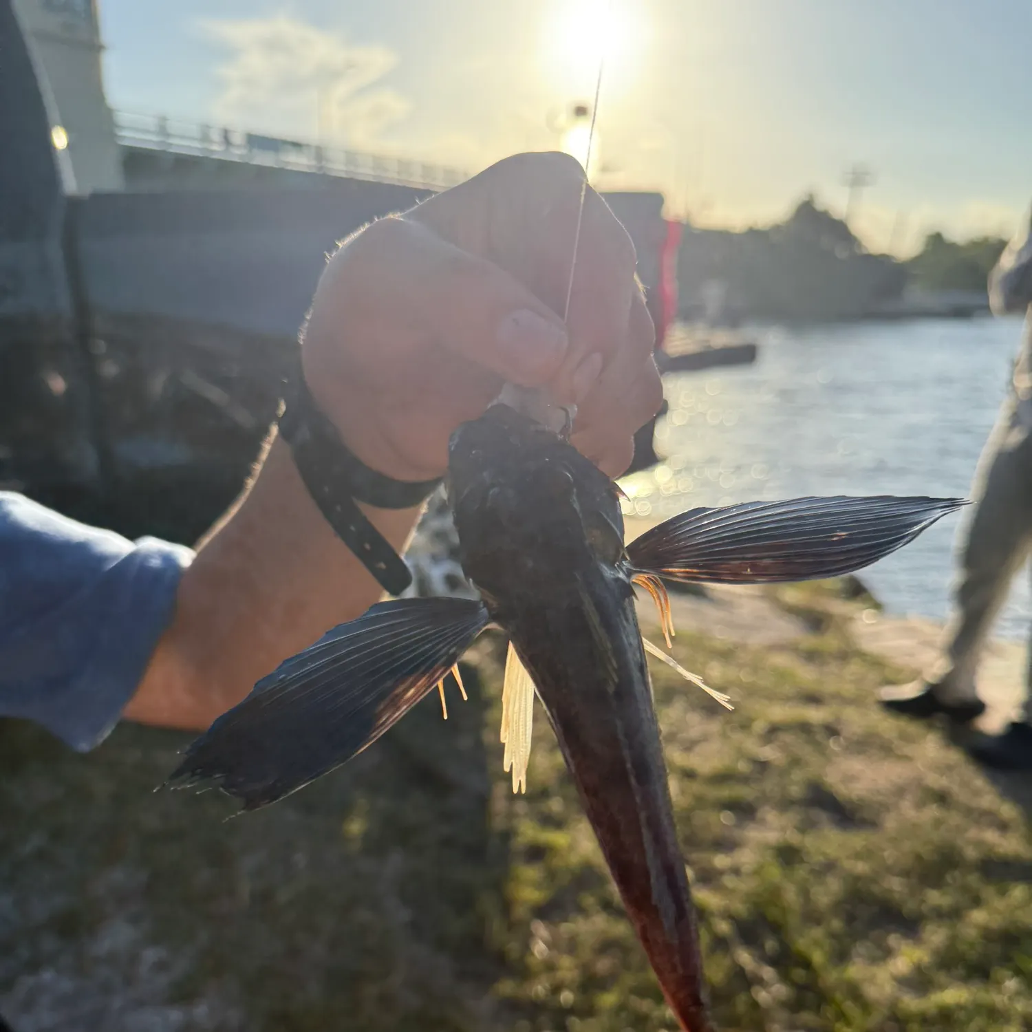 The most recent Northern searobin catches on Fishbrain