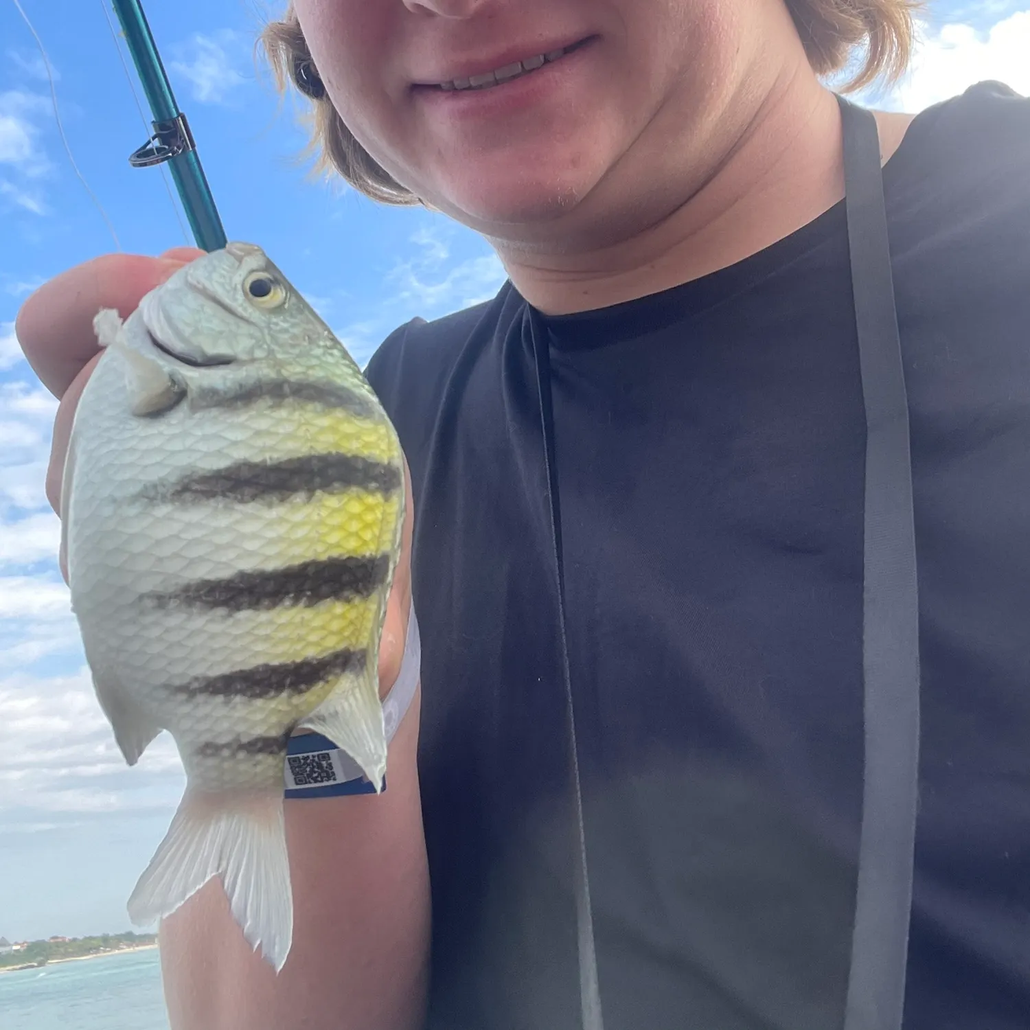 The most recent Sergeant-major catches on Fishbrain