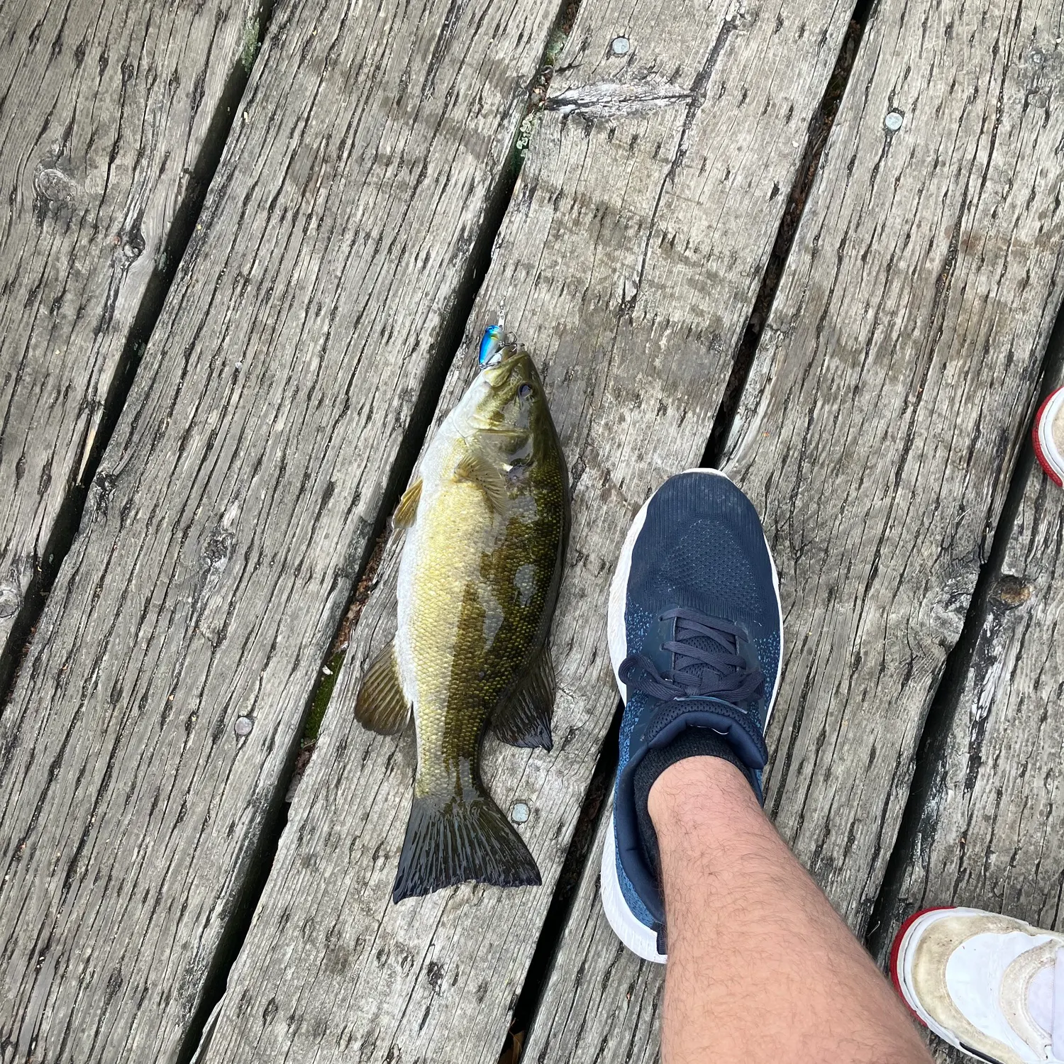 Smallmouth bass caught on Fishbrain