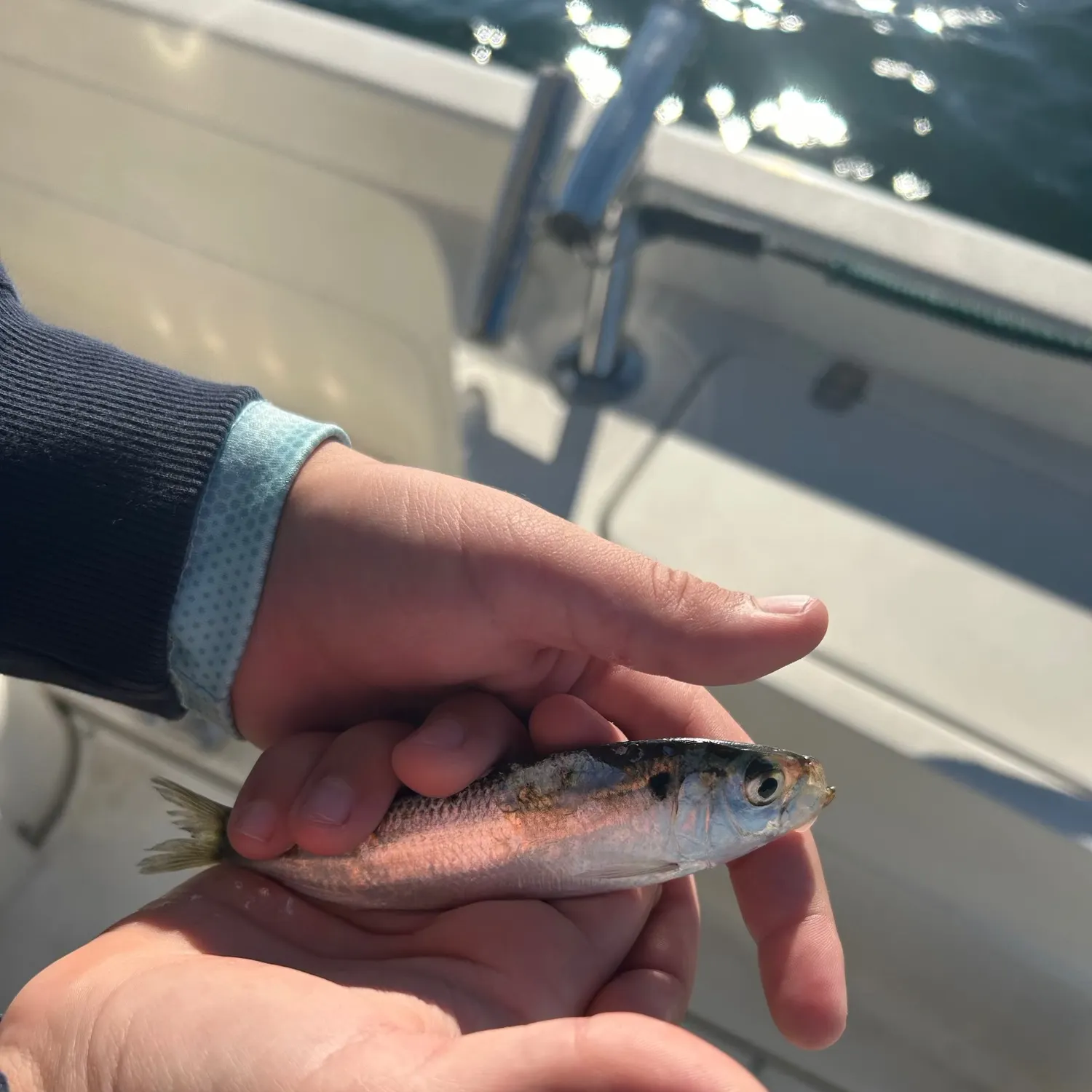 Threadfin shad caught on Fishbrain