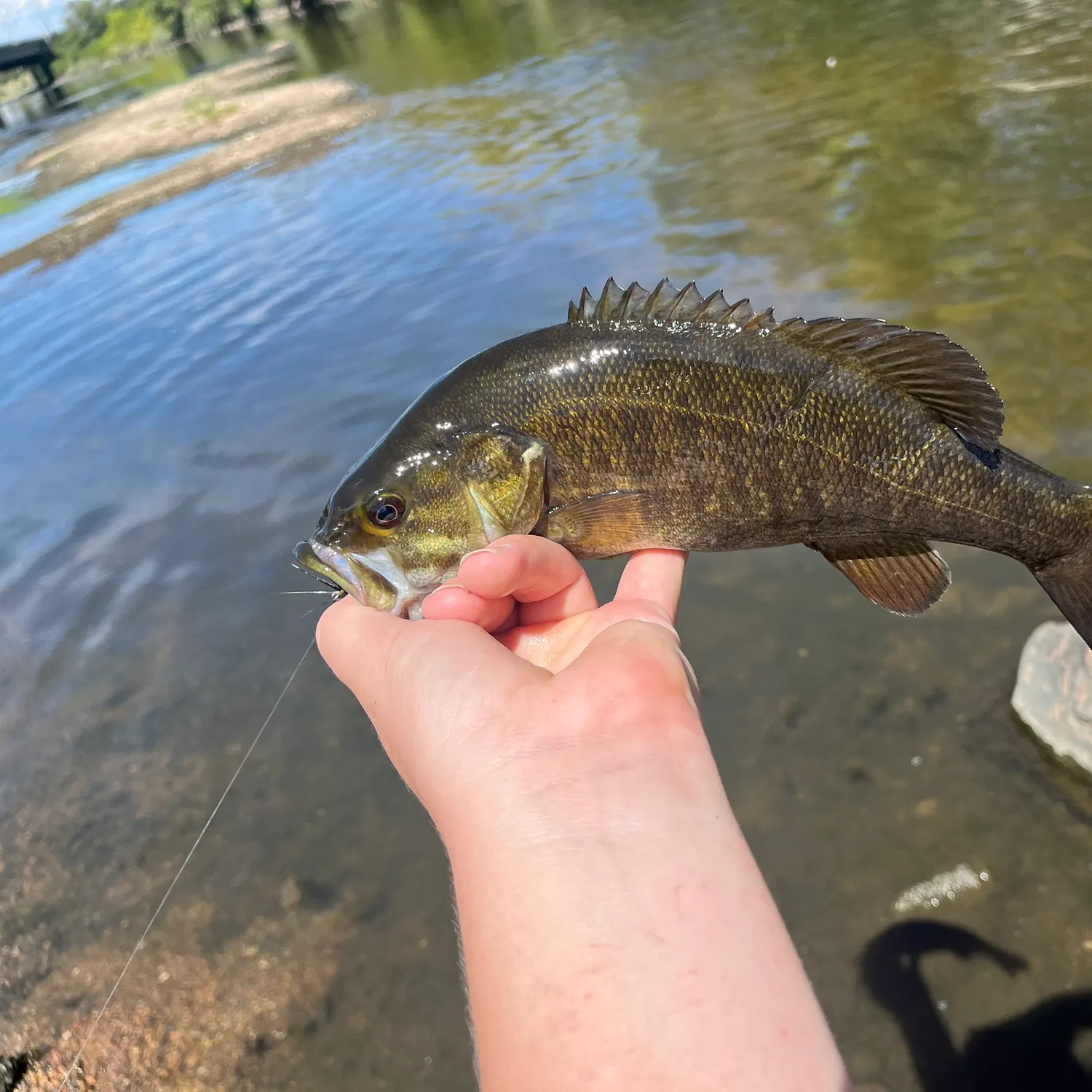 Smallmouth bass caught on Fishbrain