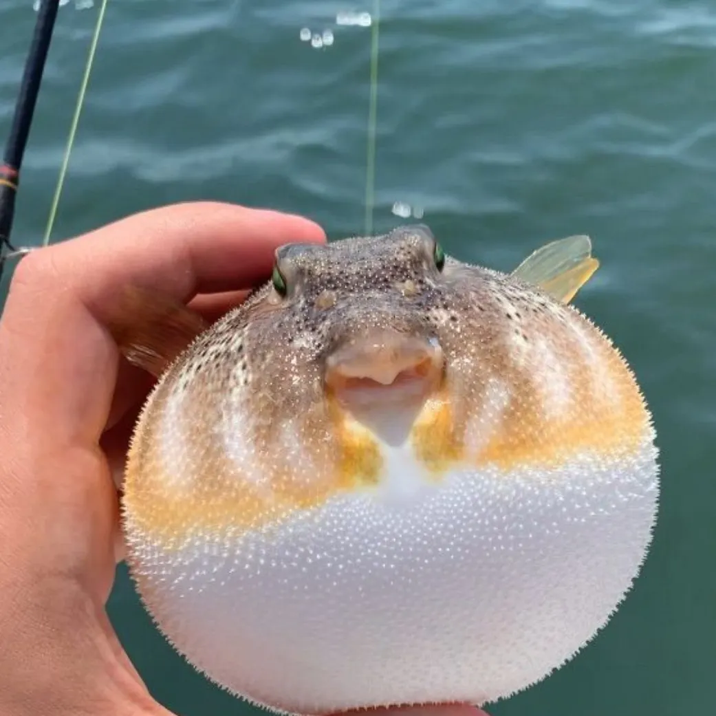 The most recent Northern puffer catches on Fishbrain