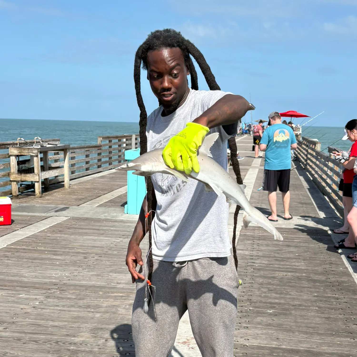 The most recent Bonnethead shark catches on Fishbrain