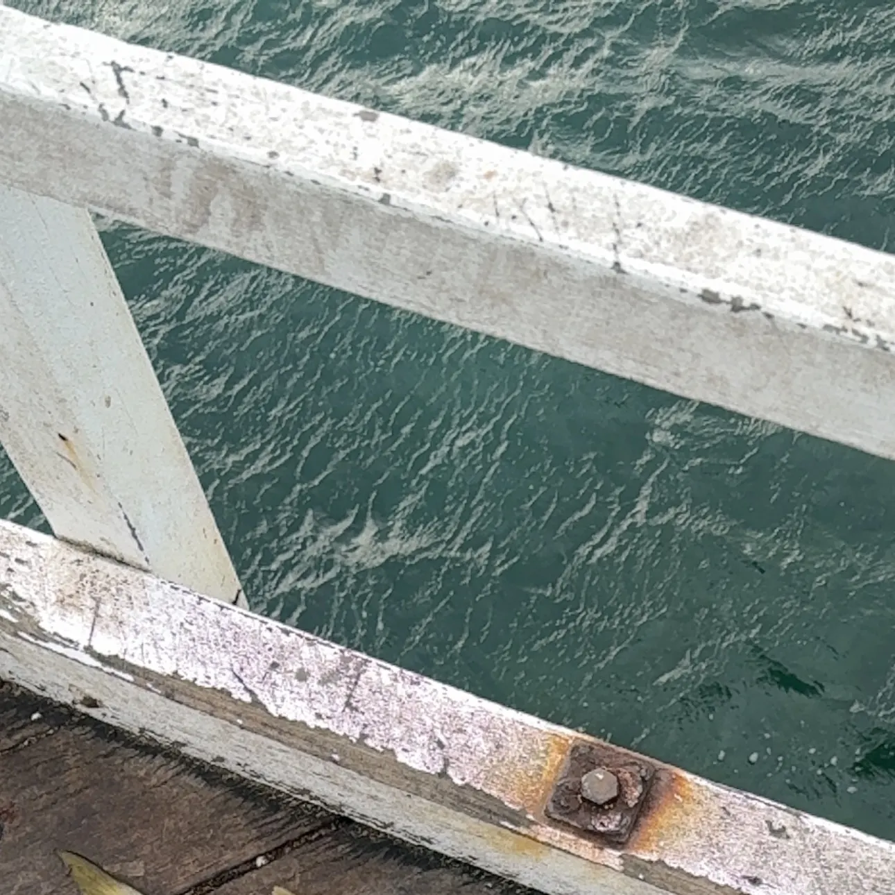 The most recent Australian barracuda catches on Fishbrain