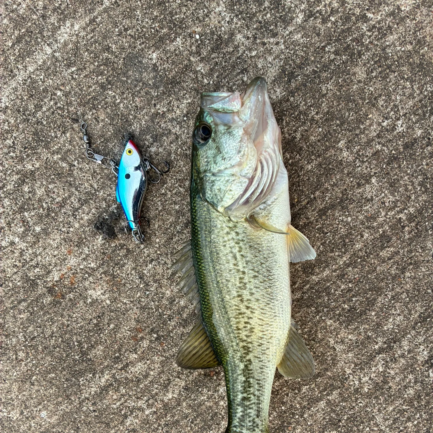 Largemouth bass caught on Fishbrain