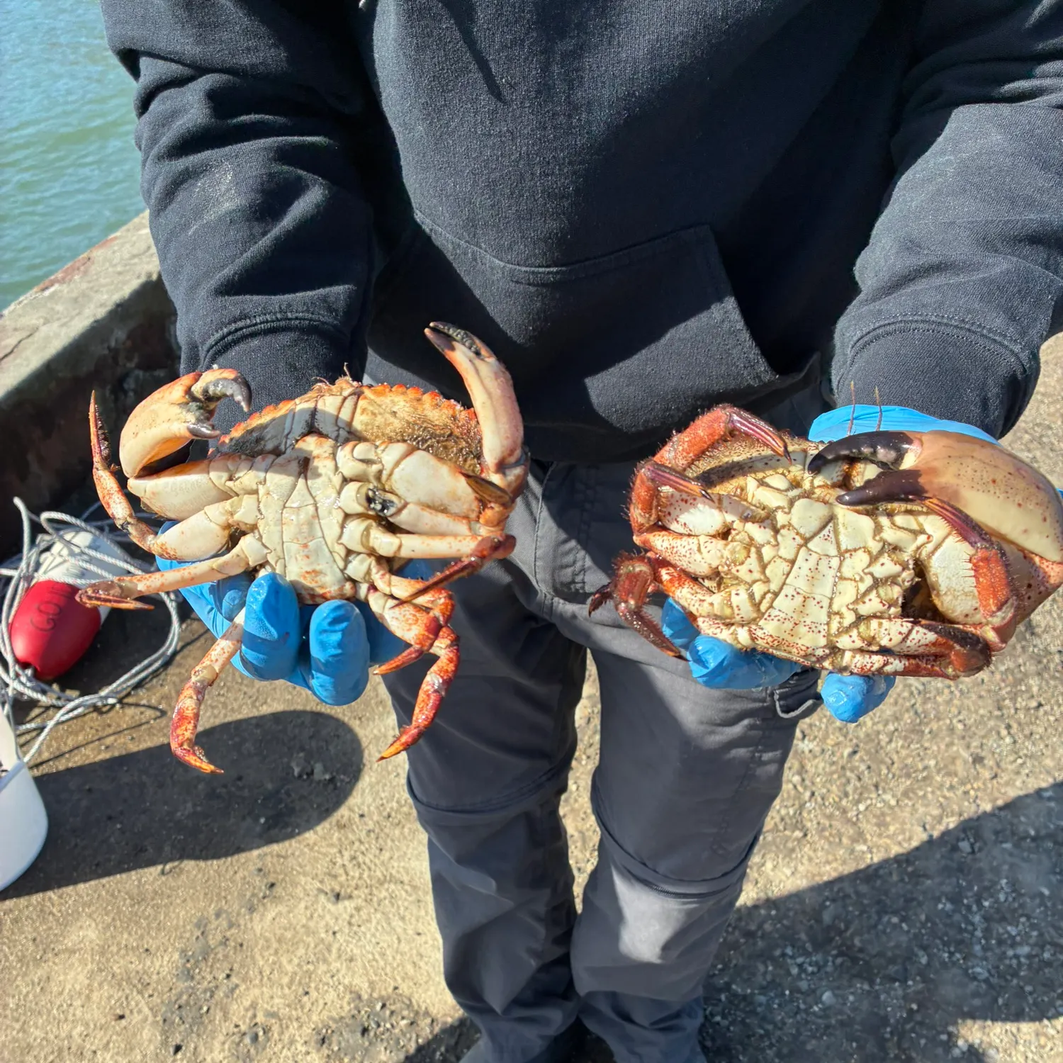 The most recent Red rock crab catches on Fishbrain