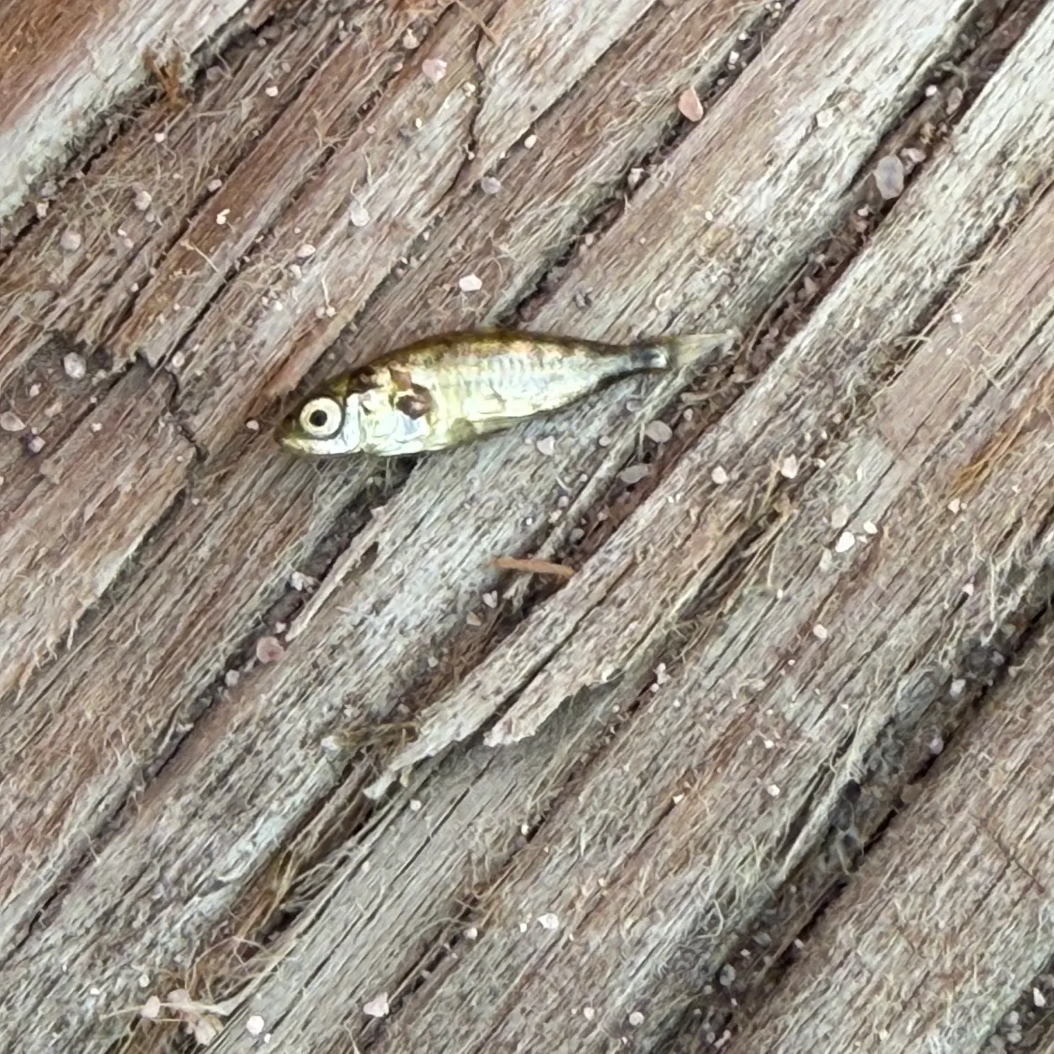 The most recent Three-spined stickleback catches on Fishbrain