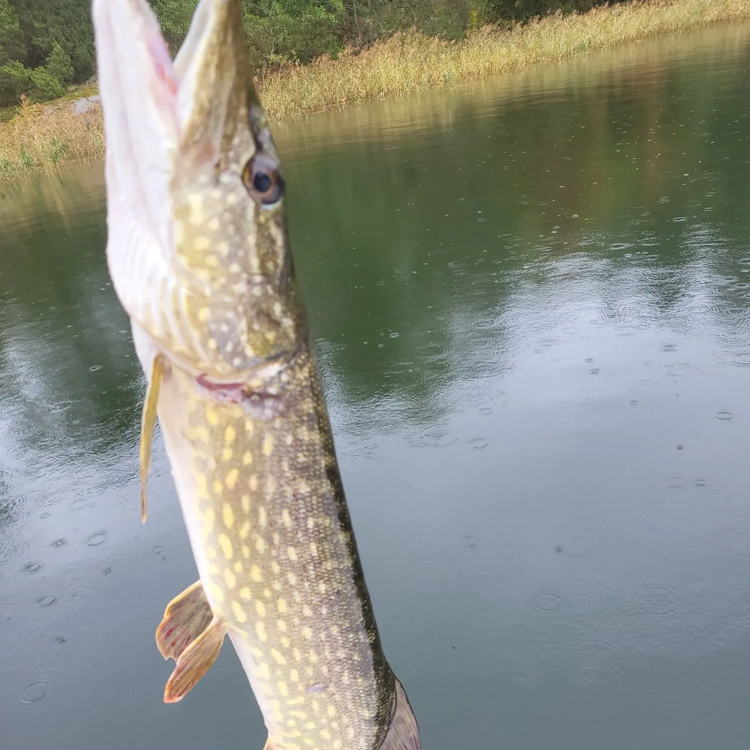 Northern pike caught on Fishbrain