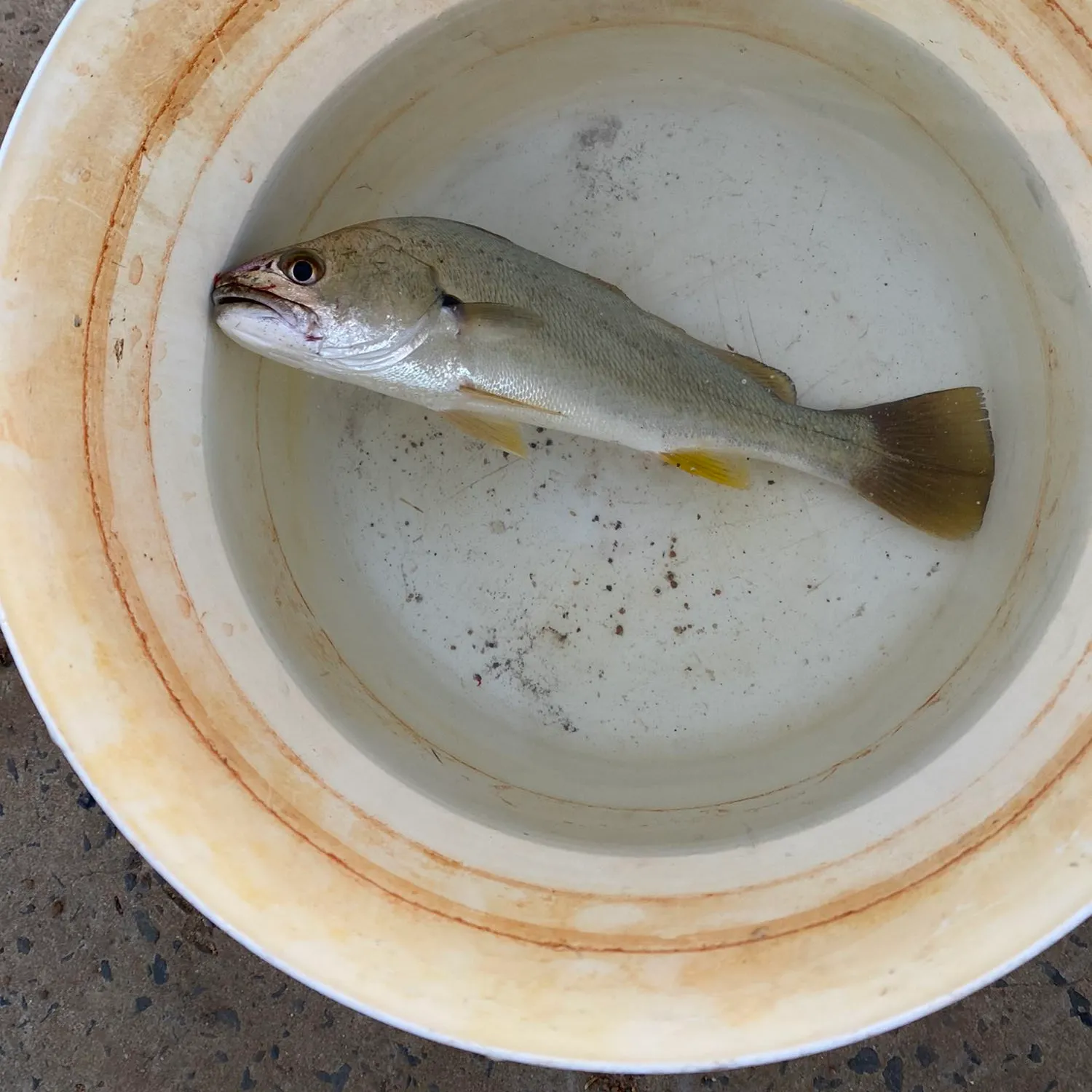 Japanese meagre caught on Fishbrain