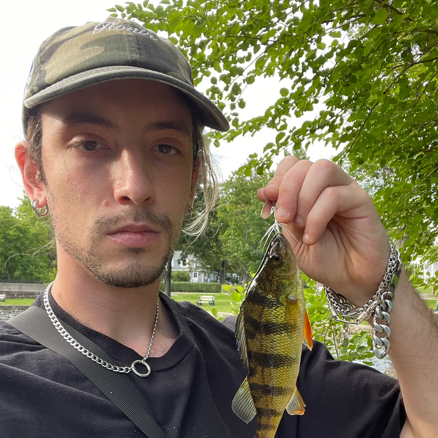 Yellow perch caught on Fishbrain