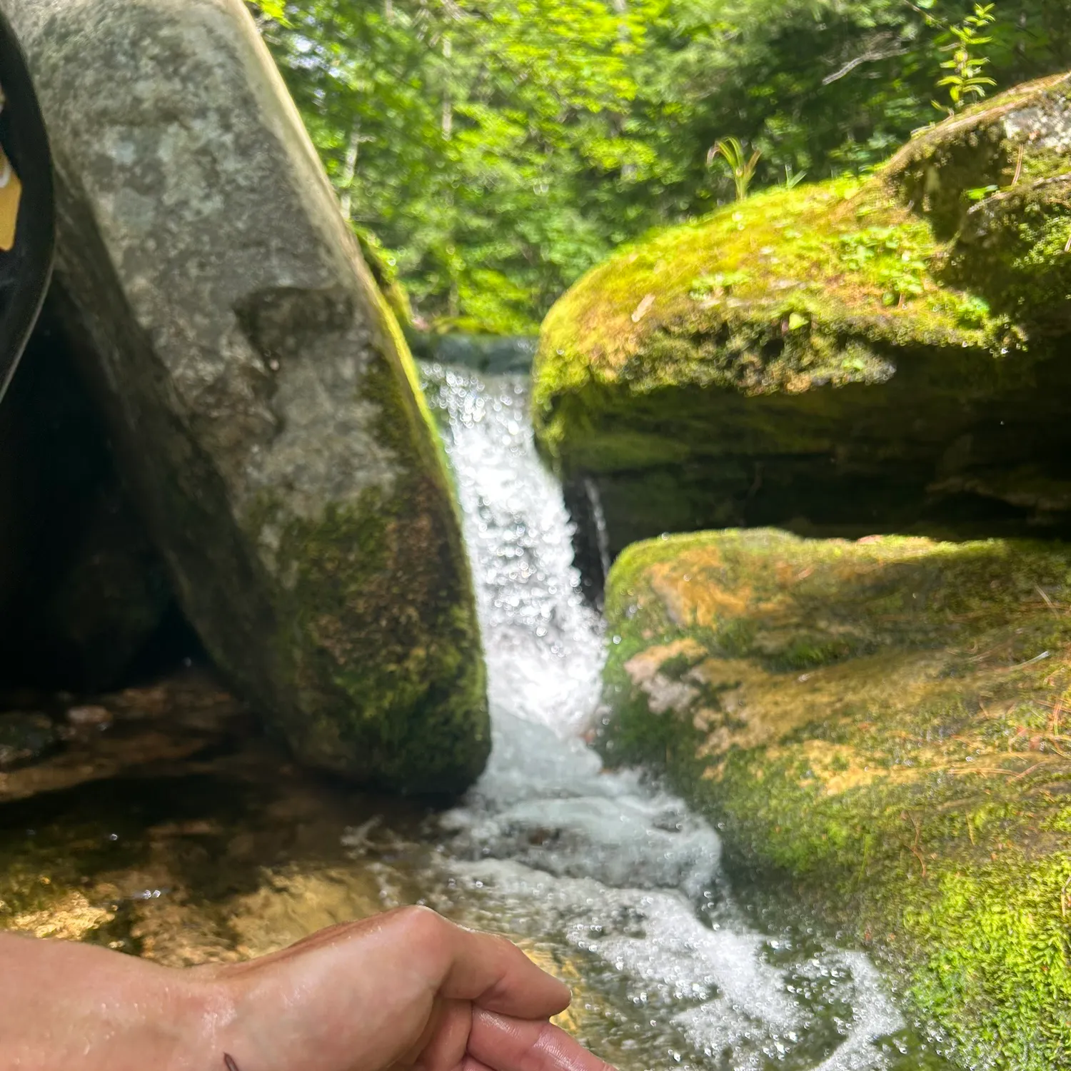 Brook trout caught on Fishbrain