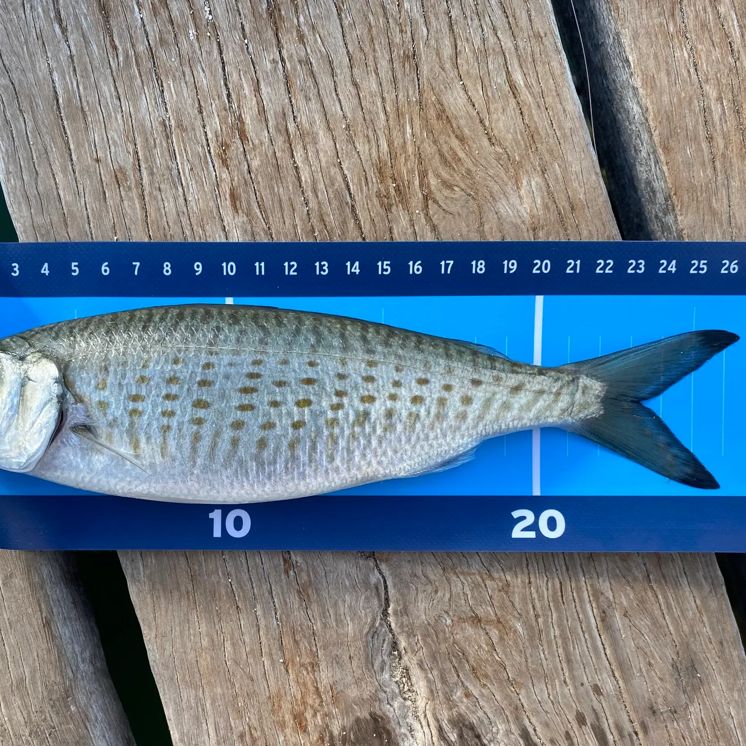 The most recent Australian ruff catches on Fishbrain