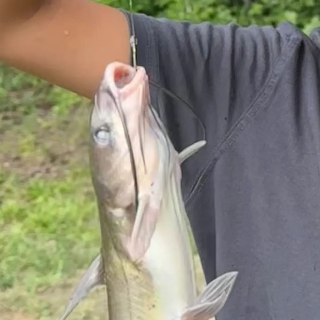 Channel catfish caught on Fishbrain