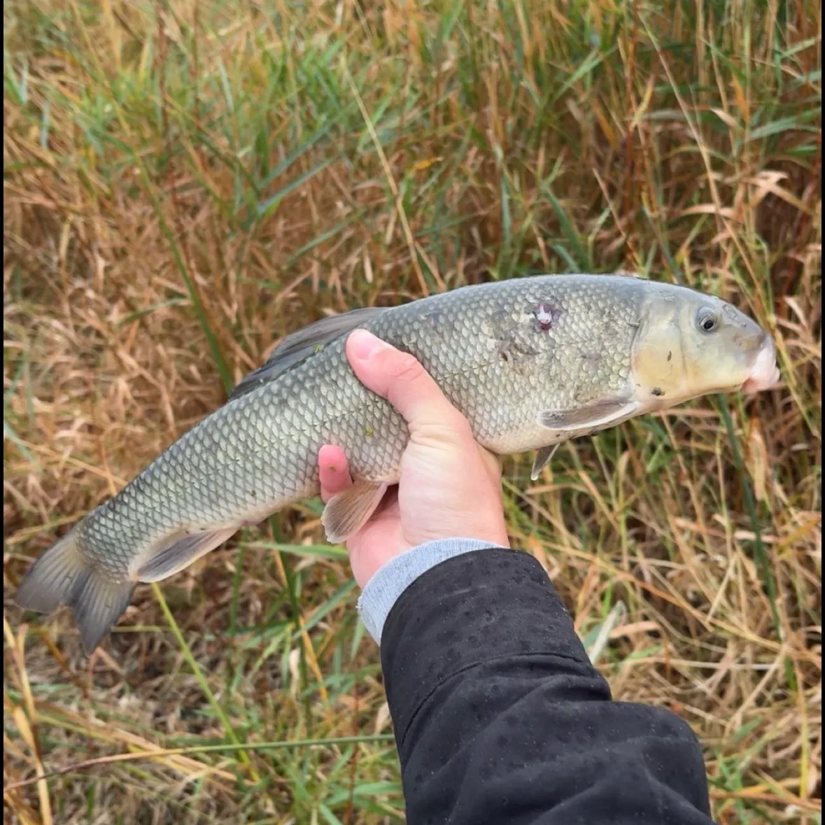 White sucker caught on Fishbrain