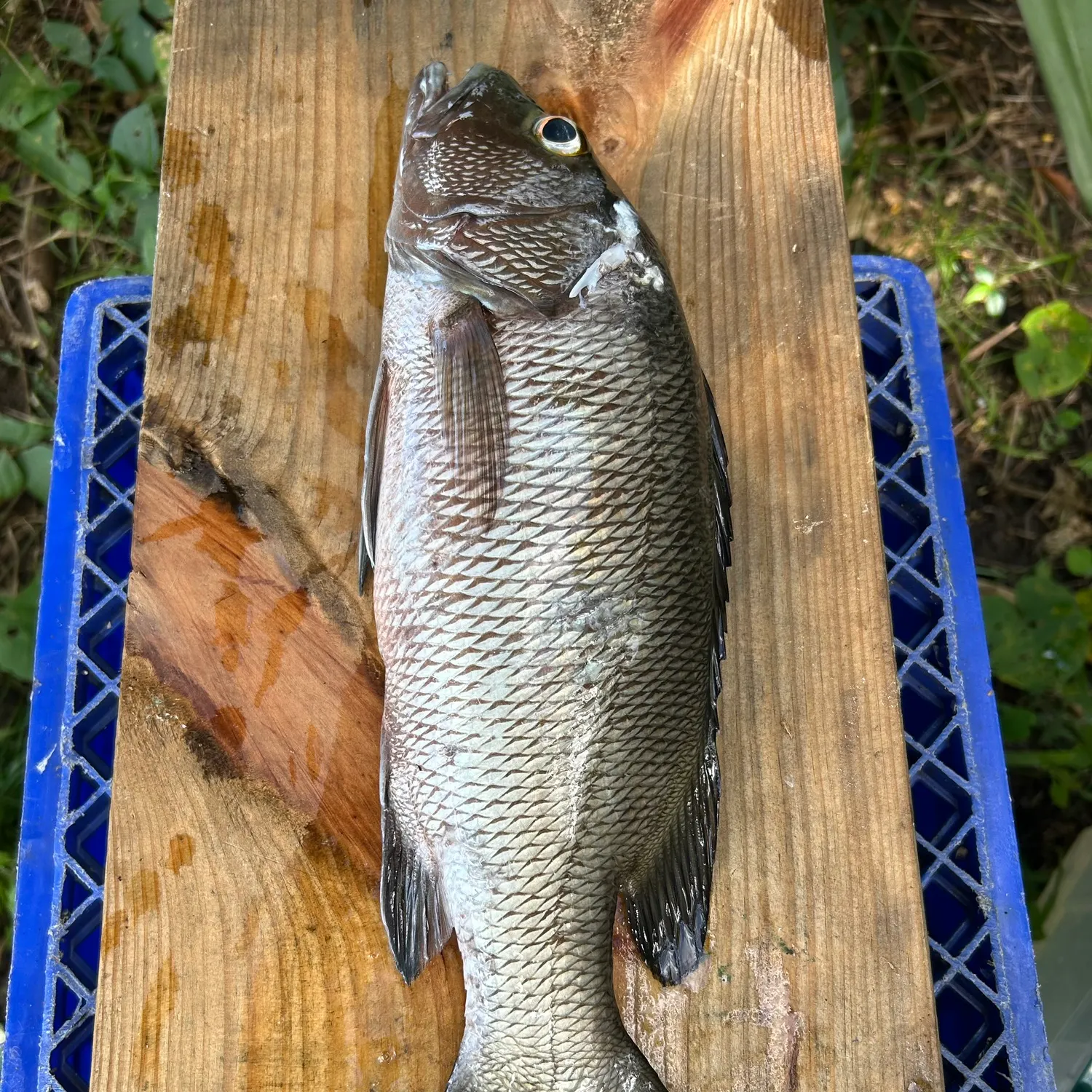 The most recent Cubera snapper catches on Fishbrain
