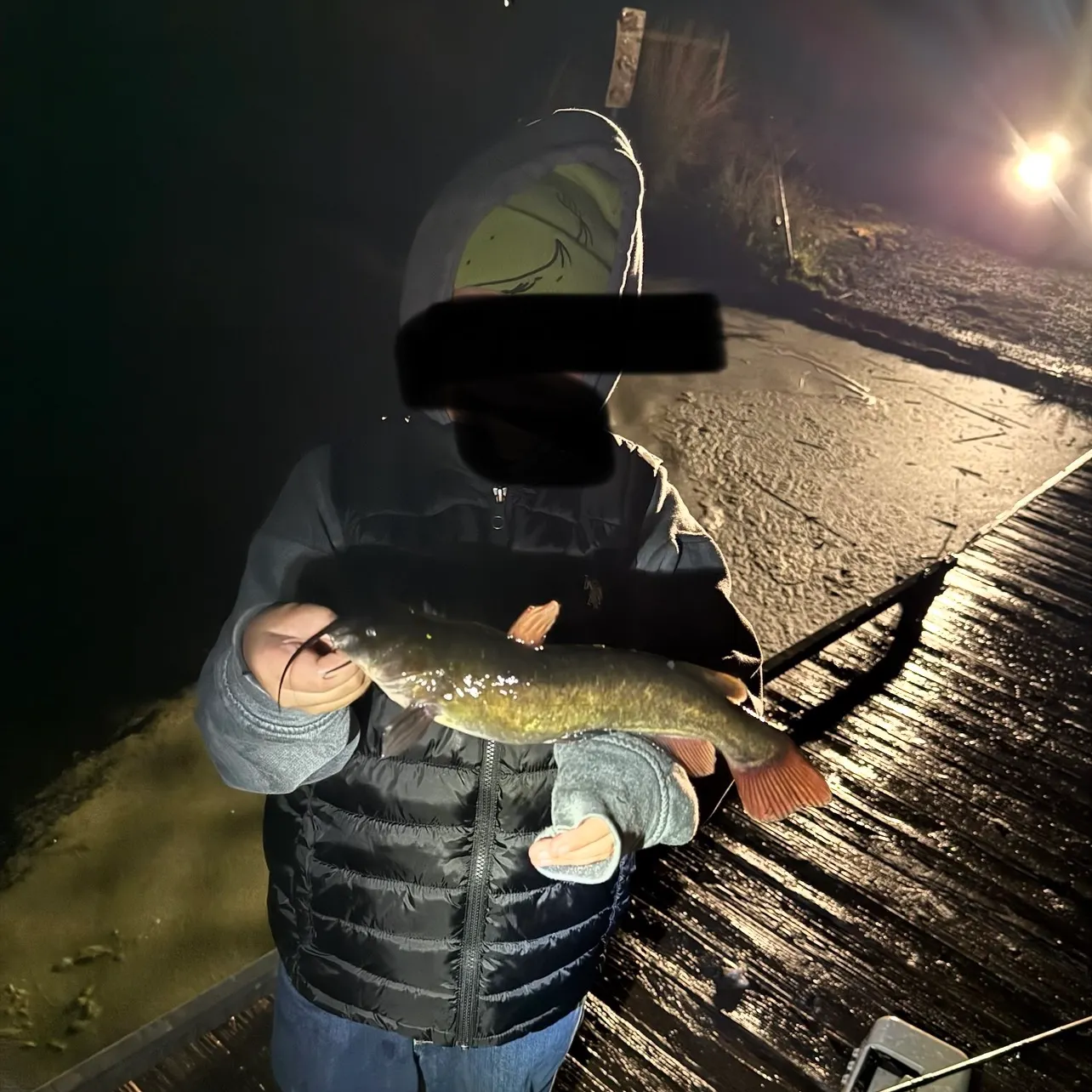 Brown bullhead caught on Fishbrain