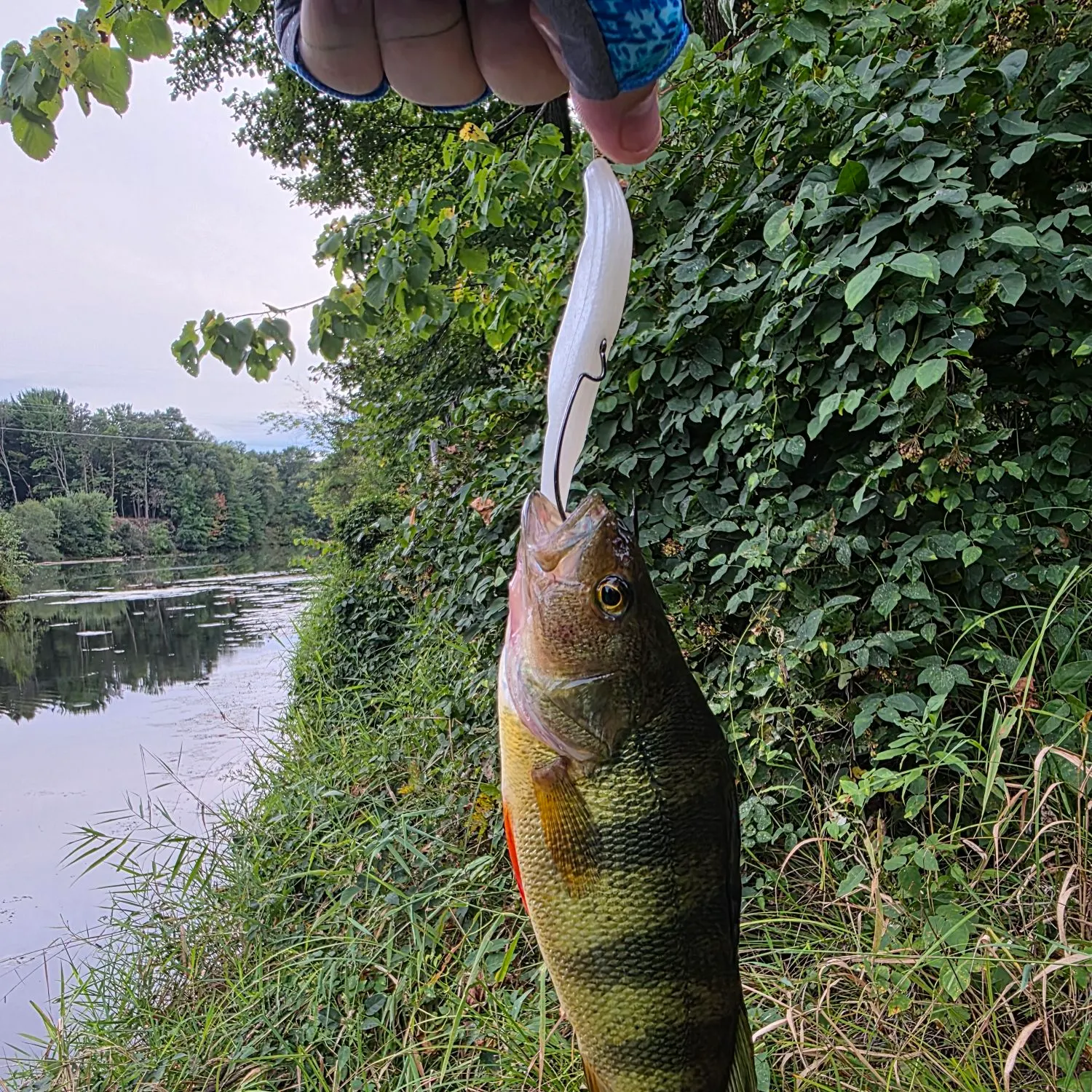Yellow perch caught on Fishbrain