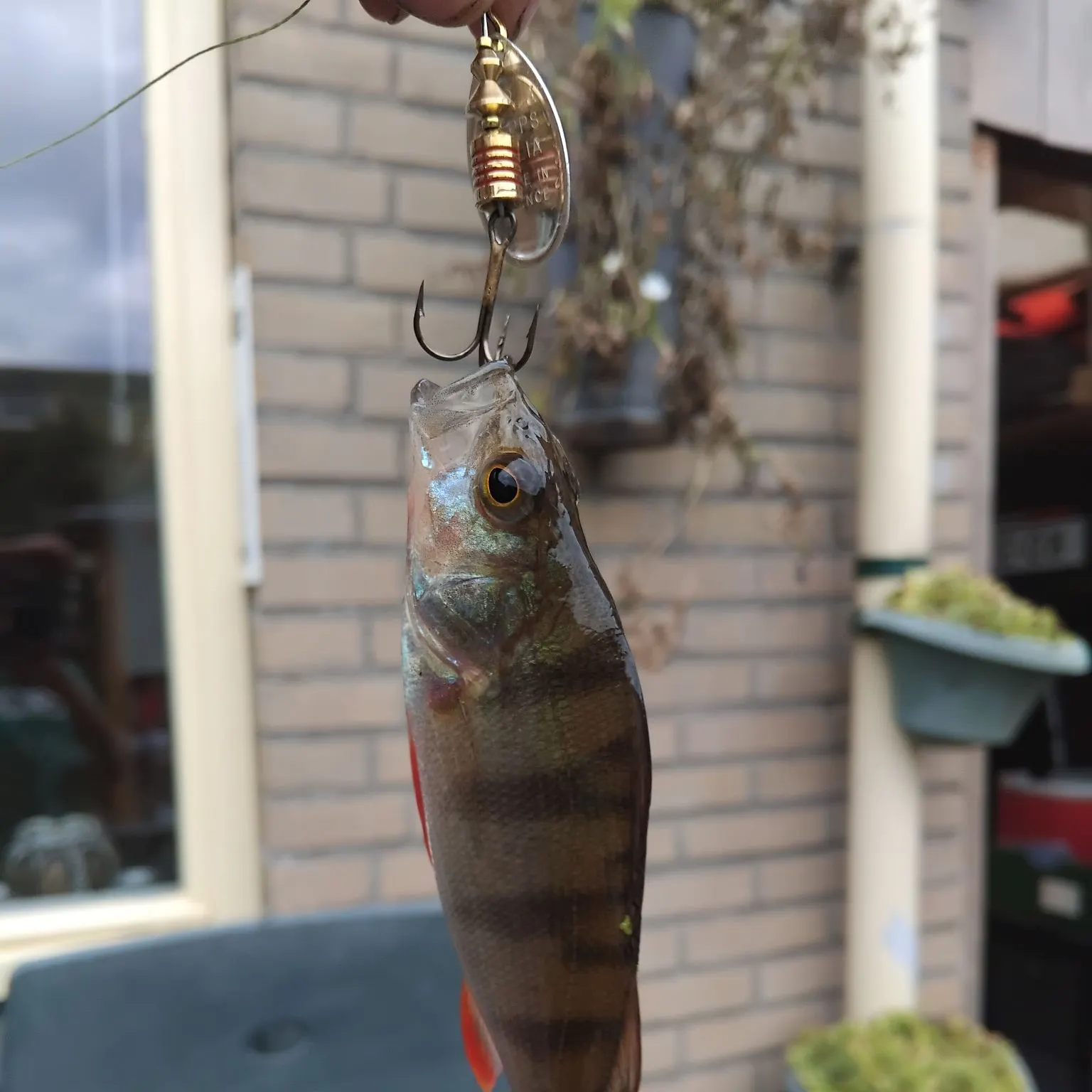 European perch caught on Fishbrain