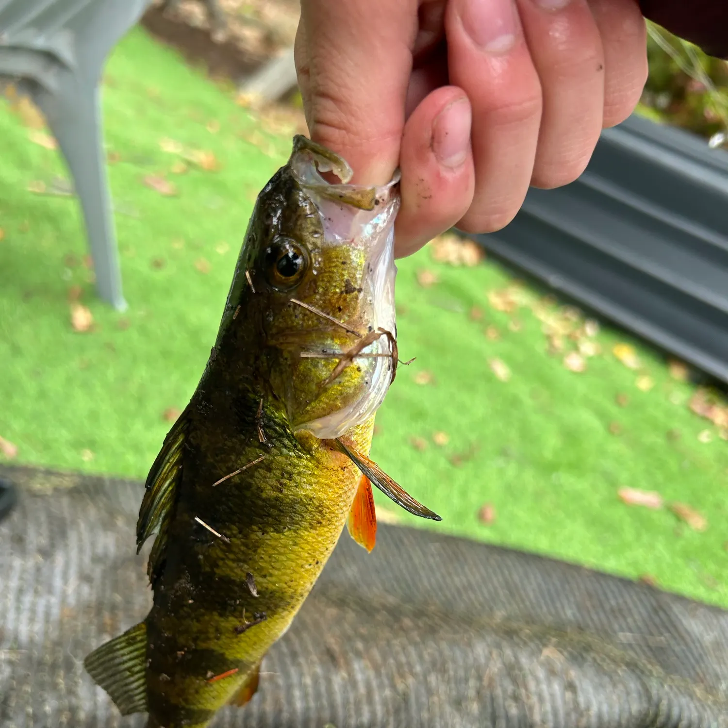 Yellow perch caught on Fishbrain