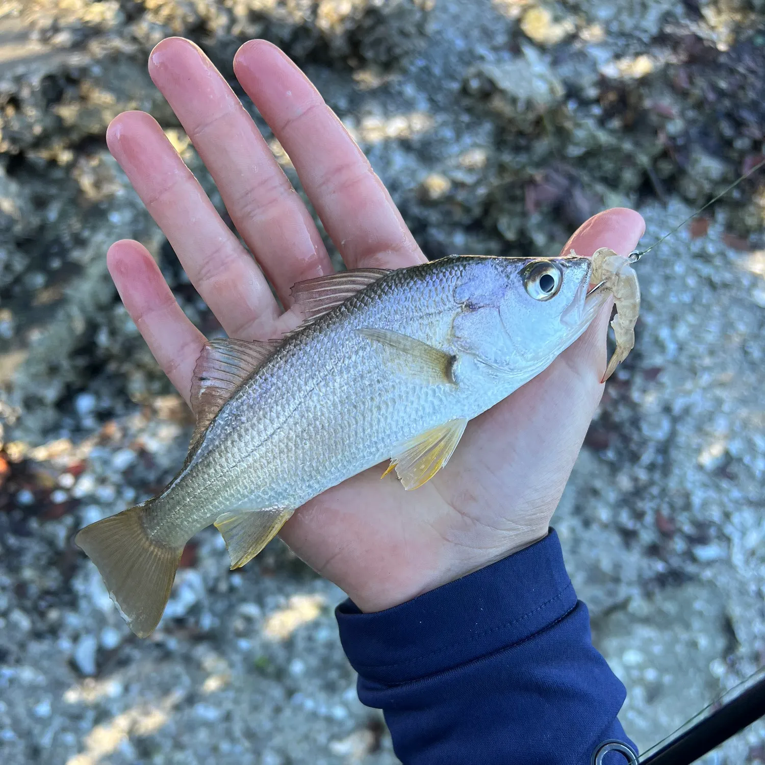 The most recent Sand seatrout catches on Fishbrain