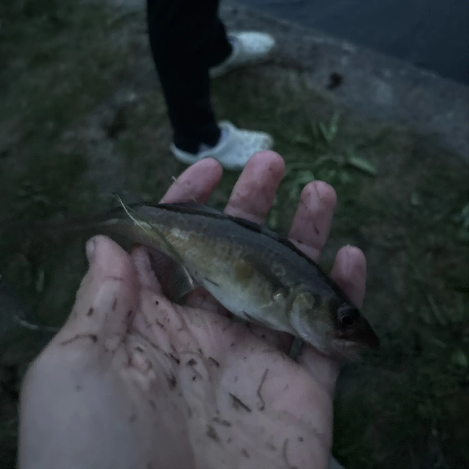 The most recent Atlantic tomcod catches on Fishbrain