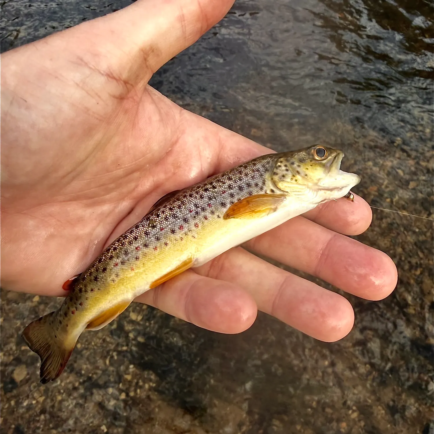 Brown trout caught on Fishbrain