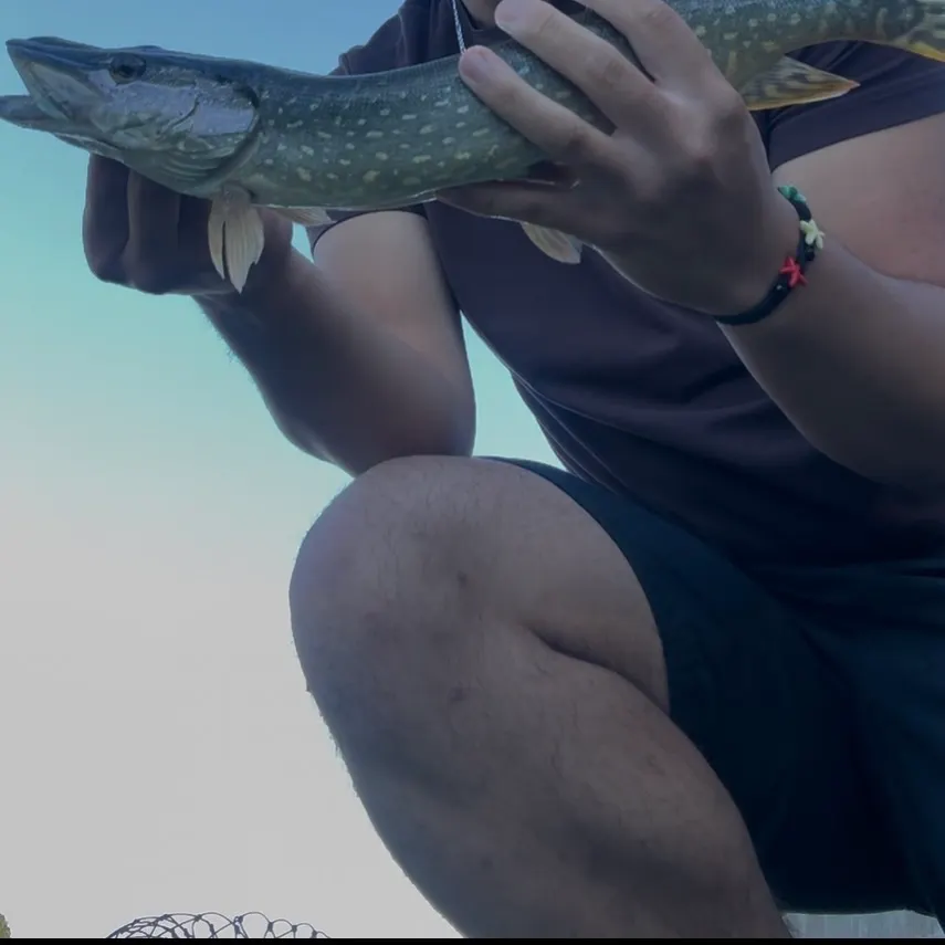 Northern pike caught on Fishbrain