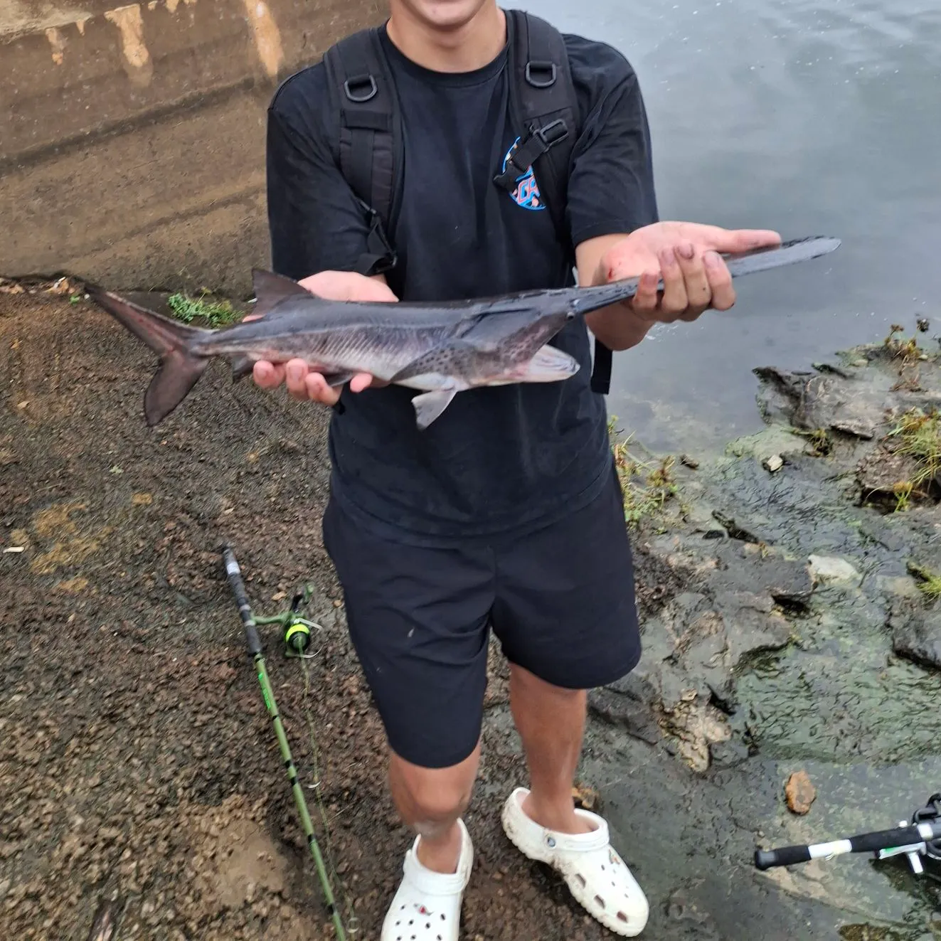 Paddlefish caught on Fishbrain