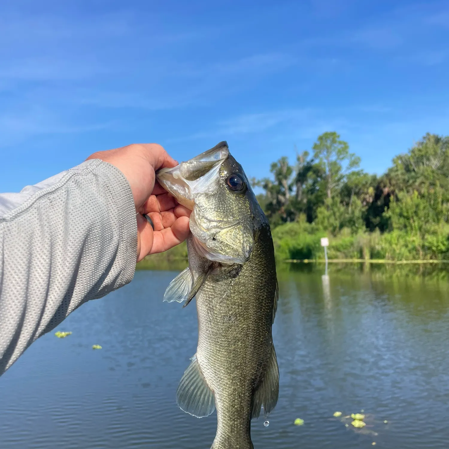 Florida bass caught on Fishbrain