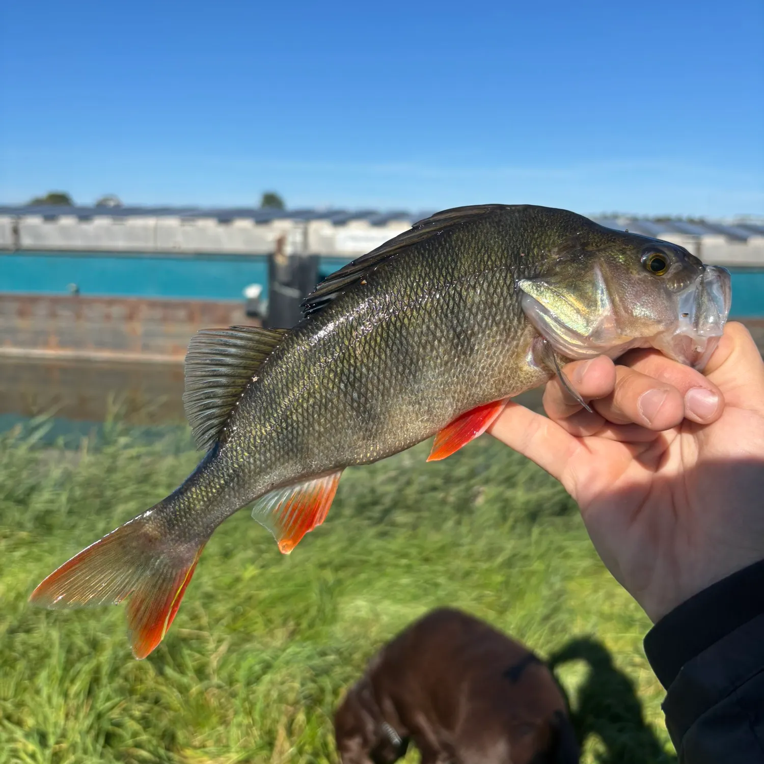 European perch caught on Fishbrain
