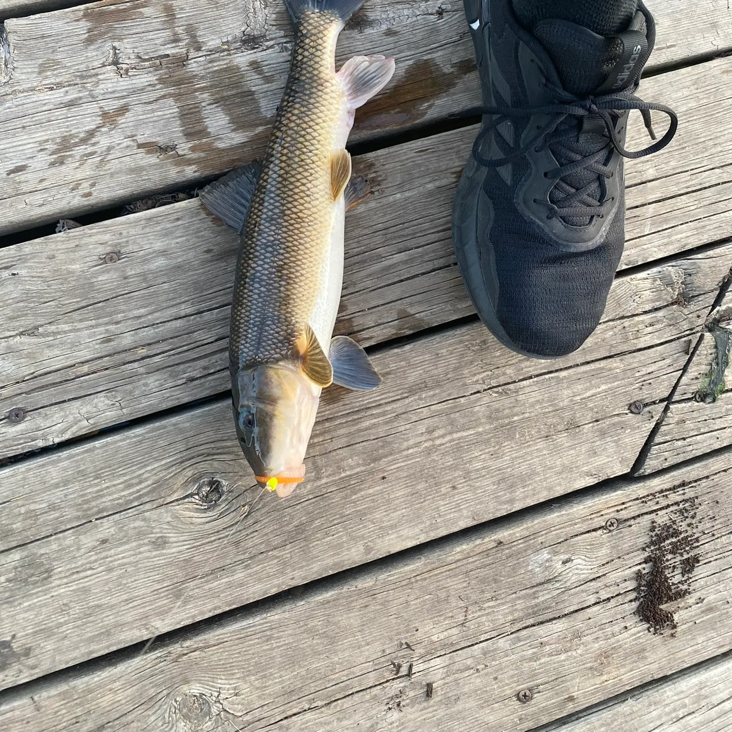 The most popular recent Northern hogsucker catch on Fishbrain