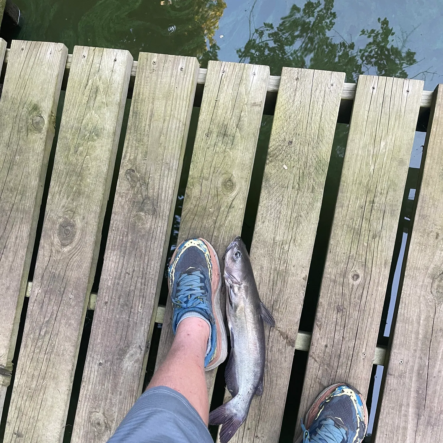 Channel catfish caught on Fishbrain