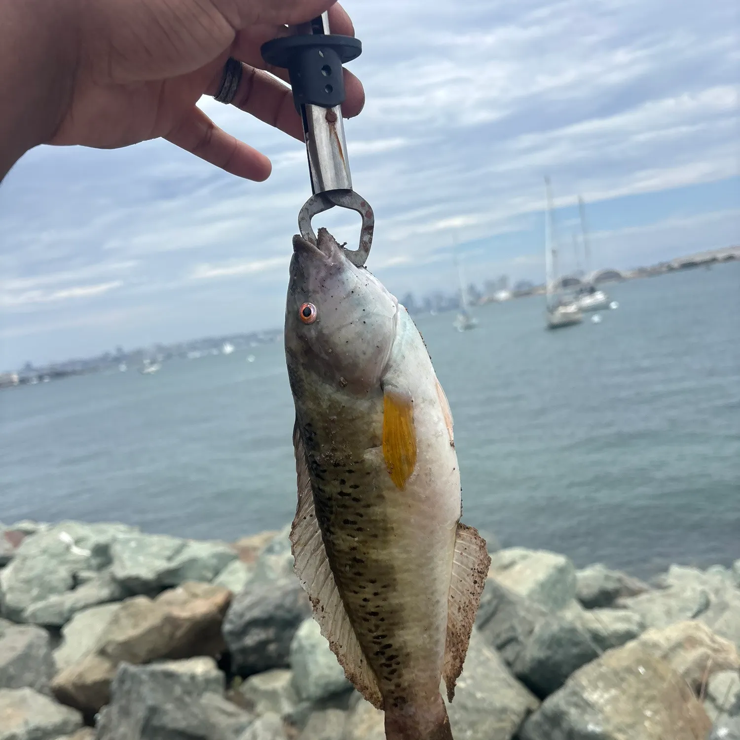 The most recent Rock wrasse catches on Fishbrain