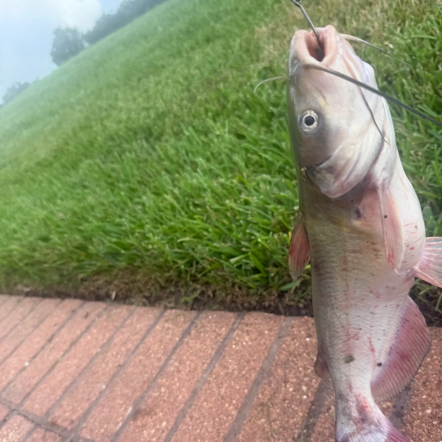 Channel catfish caught on Fishbrain