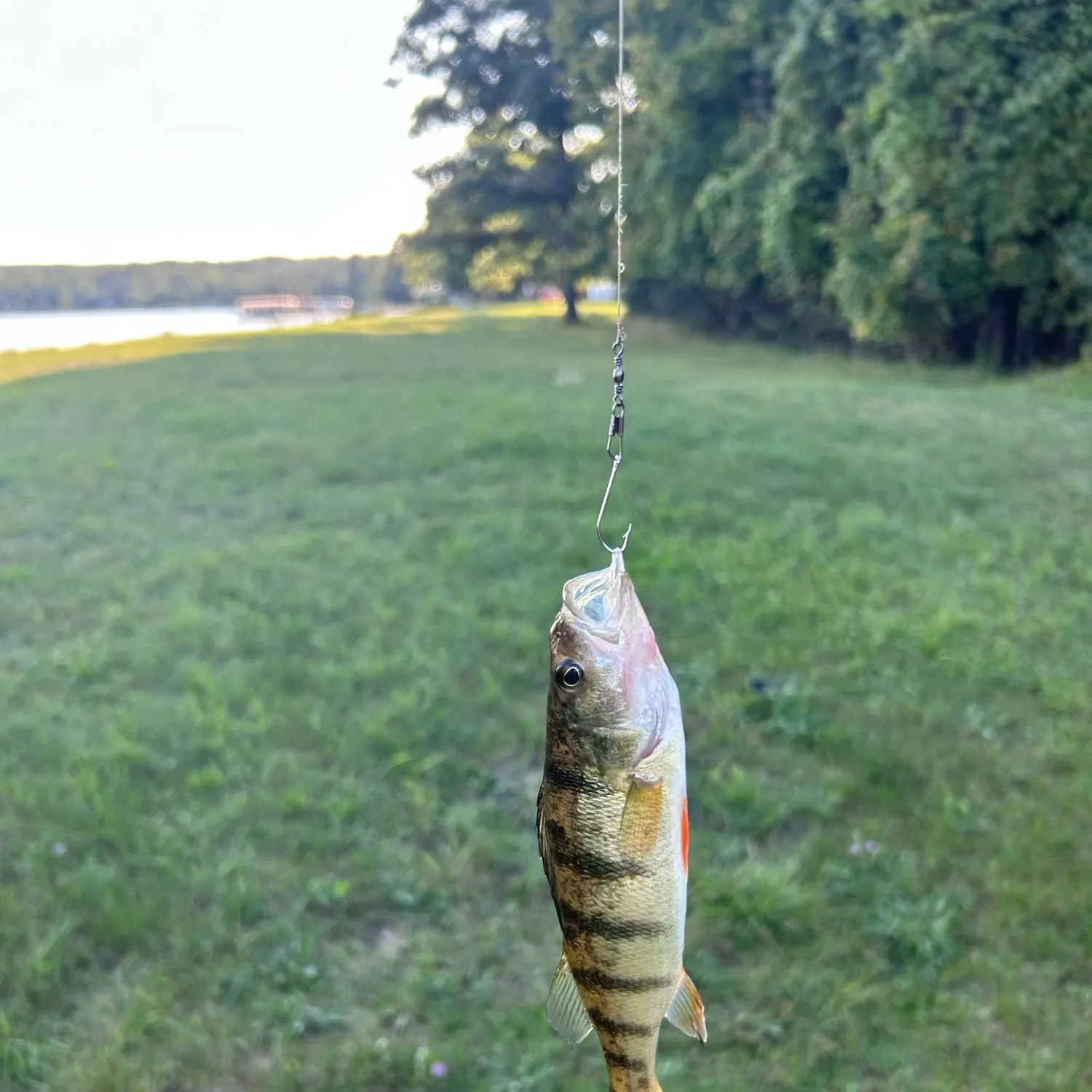 Yellow perch caught on Fishbrain
