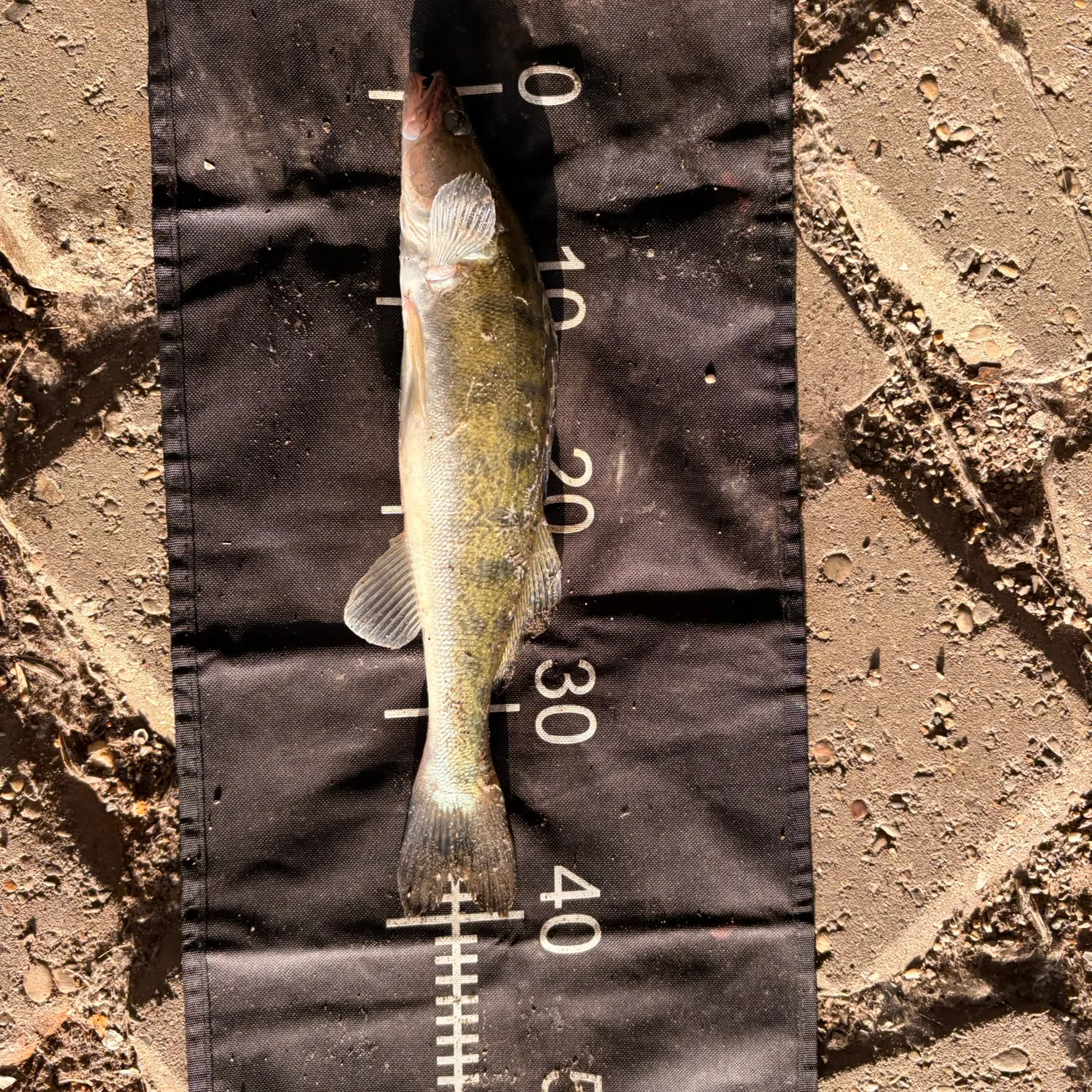 Zander caught on Fishbrain