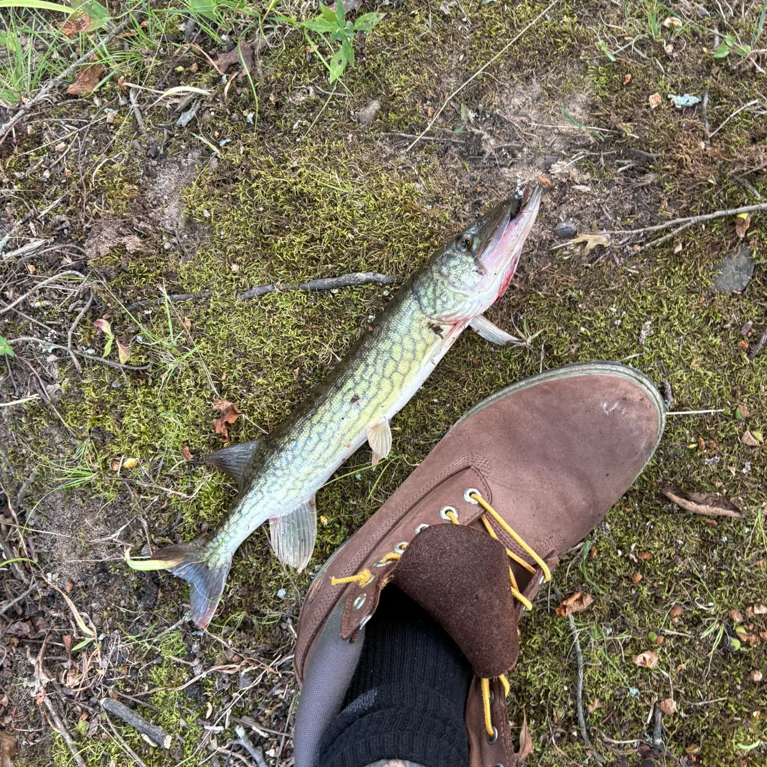 Chain pickerel caught on Fishbrain