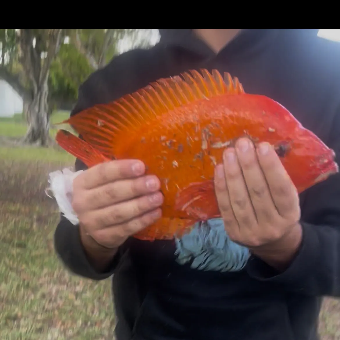 The most recent Midas cichlid catches on Fishbrain