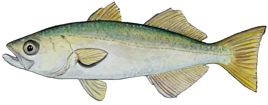 Queenfish