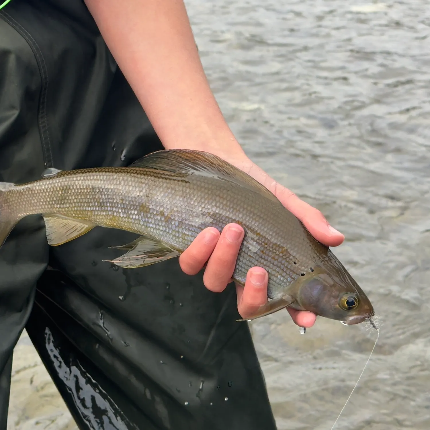The most recent Arctic grayling catches on Fishbrain