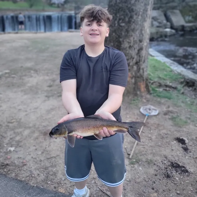 The most recent White sucker catches on Fishbrain